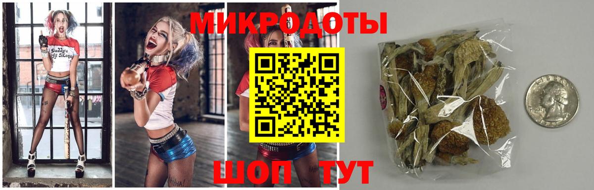 Псилоцибиновые грибы Psilocybe Дмитров